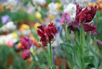 Tulip field. Photo with bokeh effect.