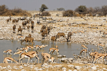 Fototapeta na wymiar Springboks and greater kudus drinking at waterhole, Okaukuejo, Etosha National Park, Namibia