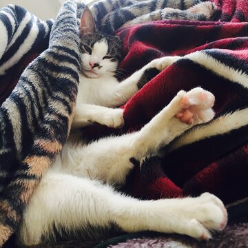 Cat in Blanket 1