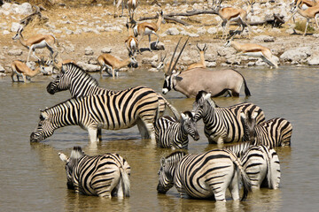 Fototapeta na wymiar Zebras, gemsbok, and springboks drinking at waterhole, Okaukuejo, Etosha National Park, Namibia