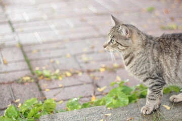 Cat in Street 3