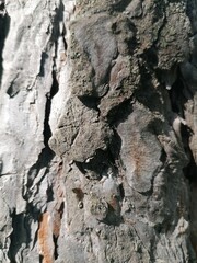 bark of a tree