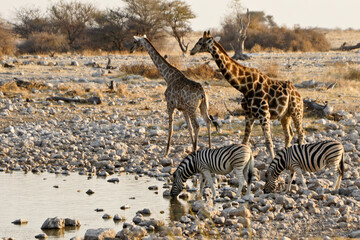 Naklejka premium Giraffes and zebras drinking at waterhole, Okaukuejo, Etosha National Park, Namibia