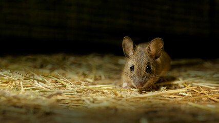 Inquisitive Field Mouse (mus musculus) on a bed of straw