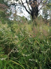 forest in the morning