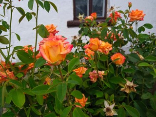 Summer landscape, red roses in garden