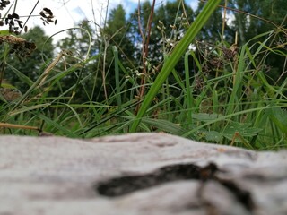 ants on the grass