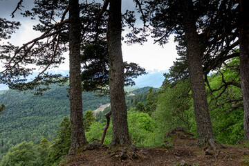 Pine trees that grow in difficult mountain conditions on rocks and stony soils.