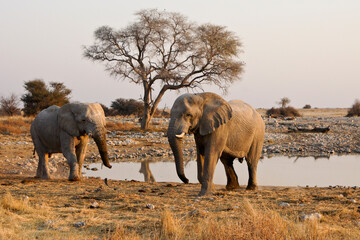 Bull elephants at waterhole, Okaukuejo, Etosha National Park, Namibia