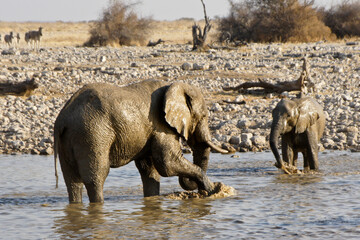 Obraz premium Elephants at waterhole, Okaukuejo, Etosha National Park, Namibia