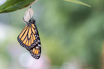 Monarch Butterfly, Danaus plexippuson,  drying wings on chrysalis closeup green background