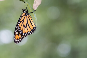 Monarch Butterfly, Danaus plexippuson,  drying wings on chrysalis closeup green background