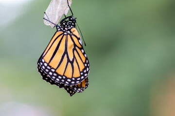 Monarch Butterfly, Danaus plexippuson,  drying wings on chrysalis closeup green background