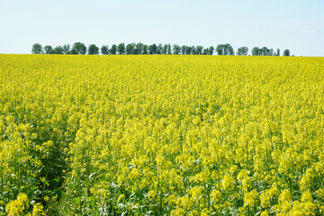 Fototapeta premium yellow rapeseed field