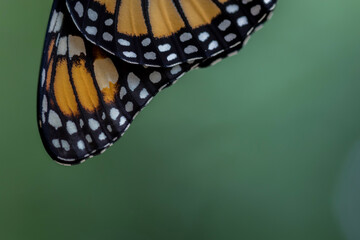 Monarch Butterfly, Danaus plexippuson,  wings closeup green background