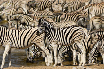 Fototapeta na wymiar Zebras at waterhole, Okaukuejo, Etosha National Park, Namibia