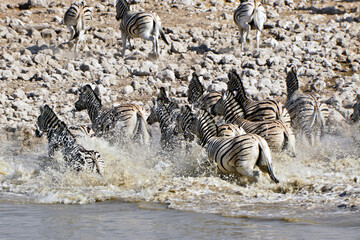 Frightened zebras running from waterhole, Okaukuejo, Etosha National Park, Namibia