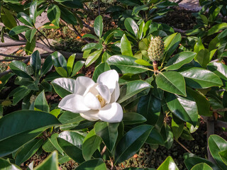 Fototapeta na wymiar Magnolia blooms (magnolia grandiflora). The right of the flower fruit, which ripen seeds.