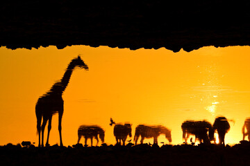 Naklejka na ściany i meble Reflection of giraffe and zebras in waterhole at sunset, Okaukuejo, Etosha National Park, Namibia