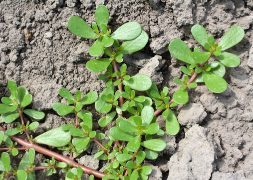 In the soil, like a weed grows purslane (Portulaca oleracea)