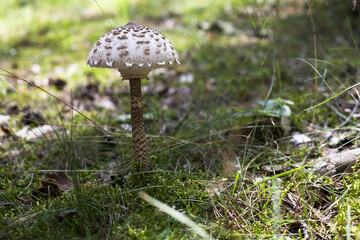 Smaczna i jadalna sowa  © qrrr