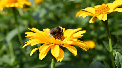 Hummel auf gelber Blume, Hummel beim Honigsammeln, Wildblumen im Garten, Honigsammeln auf Bienenweide