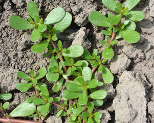In the soil, like a weed grows purslane (Portulaca oleracea)