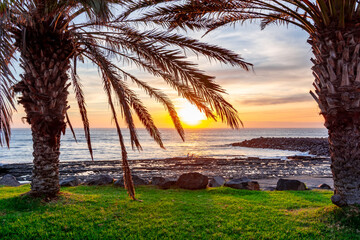 Palm tree on Tenerife at sunset, Canary islands, Spain