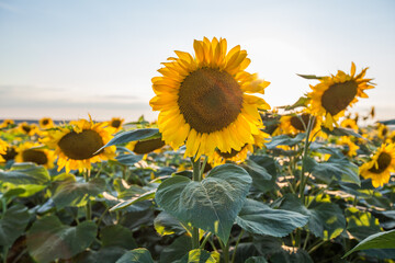 field of sunflowers at sunset 