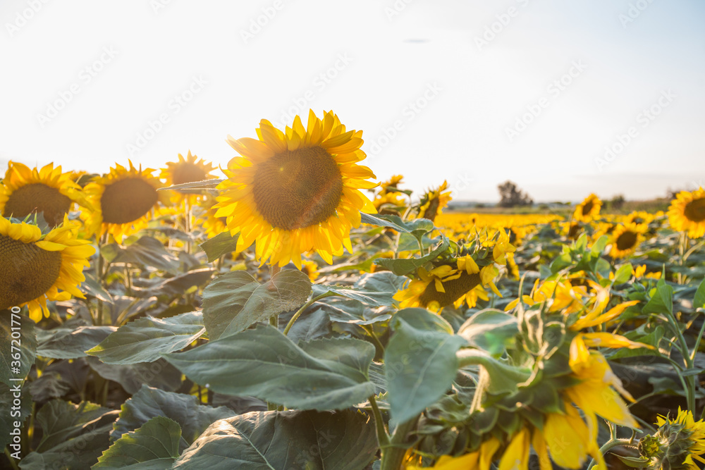 Wall mural Sunflowers in fields at summer sunset. Beautiful agricultural yellow flowers on countryside.