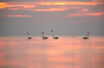 Greater Flamingos wading against colorful sky, Asker coast, Bahrain