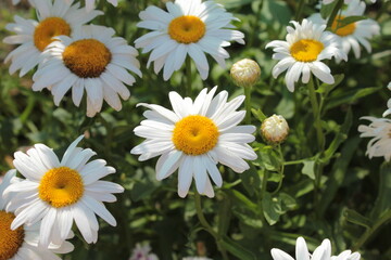 A large white camomile  grows in the garden.