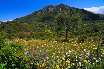 Landscape with mountain and green plants and flowers