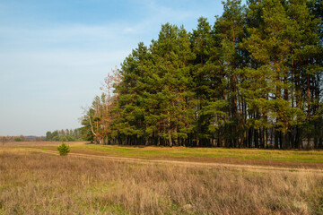 Fototapeta premium A dirt road runs through a field. Pine forest near the road