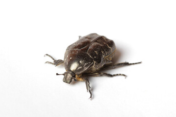 Close-up black beetle on white background