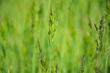 Natural nature background - selective focus of fresh grass in a summer pasture field.