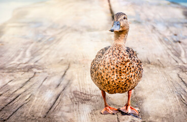 one duck on a wooden path