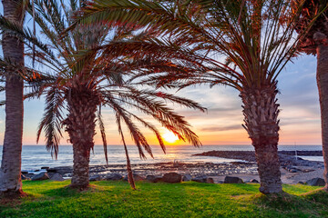 Palm trees on Tenerife at sunset, Canary islands, Spain