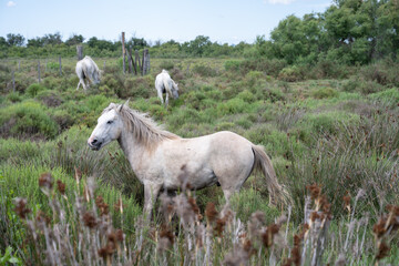 Obraz premium Chevaux de Camargue