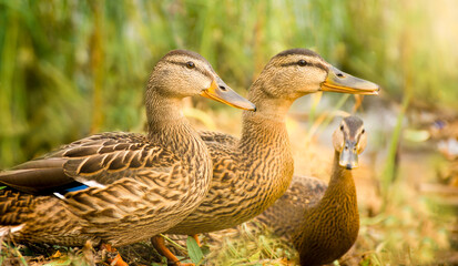 three ducks in tall grass