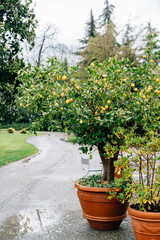 Lemon tree in a clay pot with a lot of yellow lemon fruits.