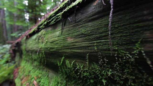 Close Up Of Moss On Fallen Redwood Tree Trunk. Follow Shot