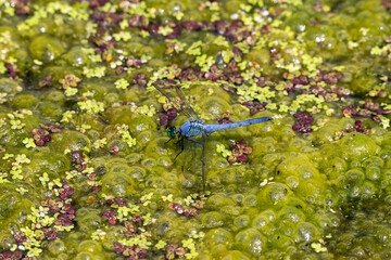 Dragonfly sitting on an overgrown pond