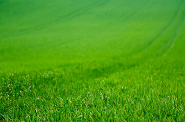 Naklejka na ściany i meble Green grass field background