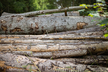 pinetrees stacked as timber
