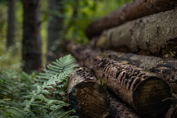 timber pile in the forest