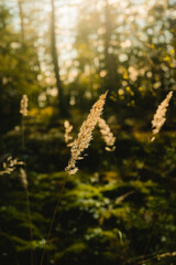 Grass flower backlit by sunlight