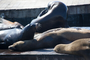 Sea Lions on a wooden Dock