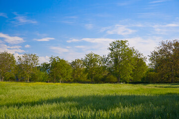 Fototapeta premium Beautiful tree landscape against blue sky and clouds 