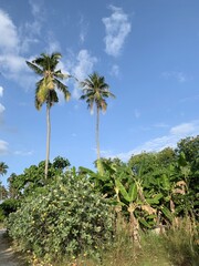 Fototapeta na wymiar Palmiers dans la jungle à Ko Phi Phi, Thaïlande